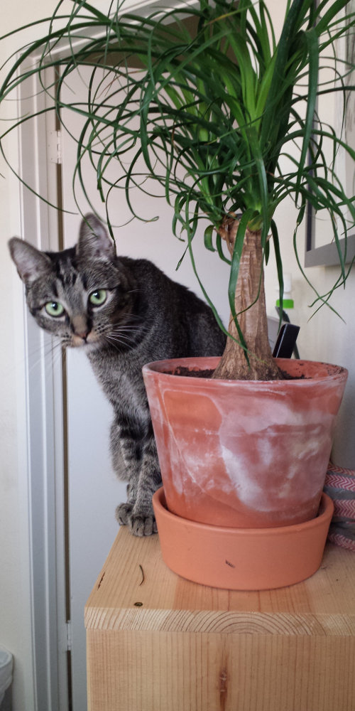 Cat sitting on top of a wooden book shelf peeking around a potted plant.