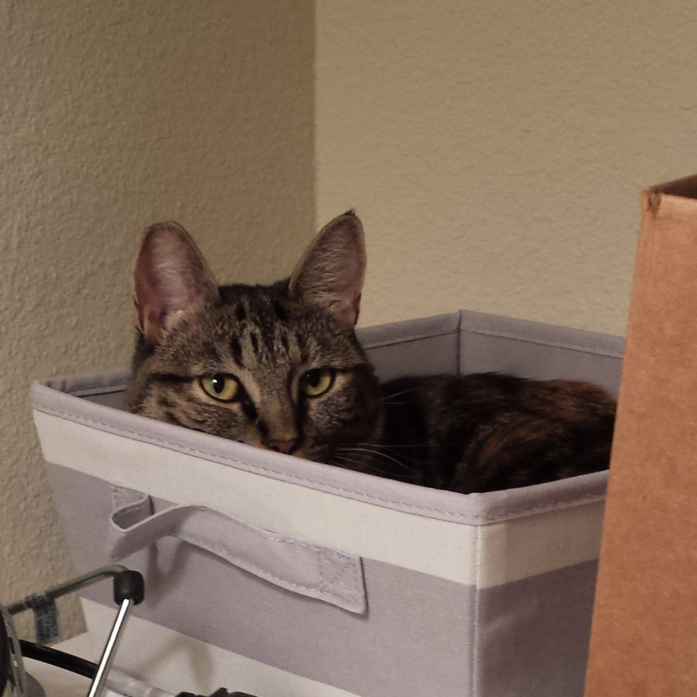 Cat sitting inside of a container glaring.