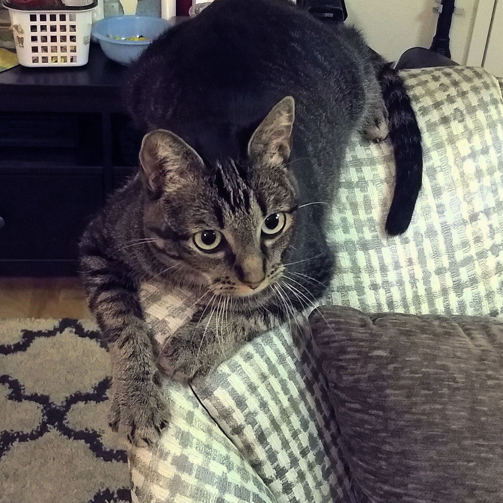 Cat perched on the back of a sofa chair looking intently at something.