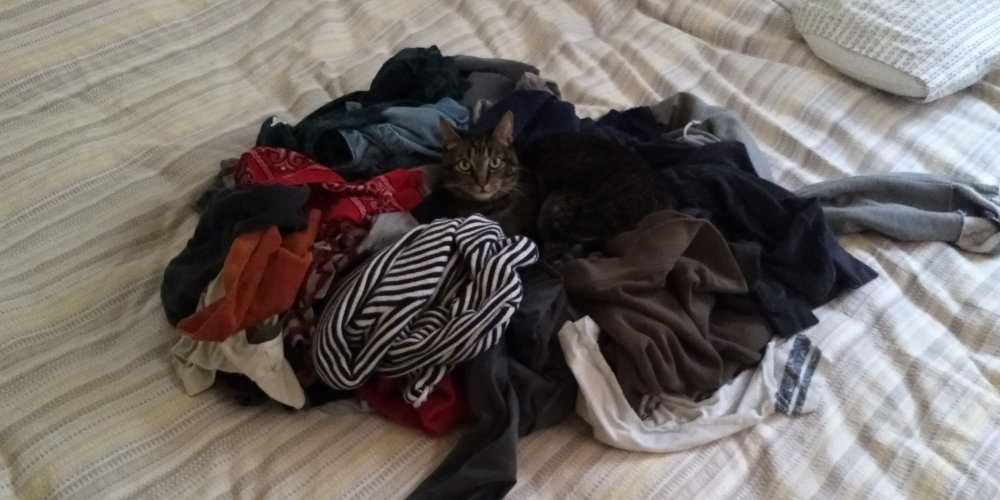 Cat looking out from the middle of a large pile of clothes.