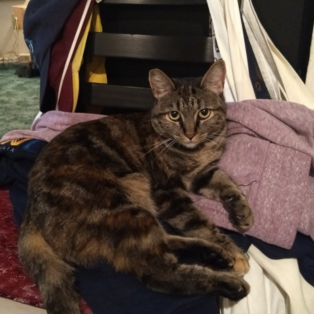 Cat lounging on a chair.